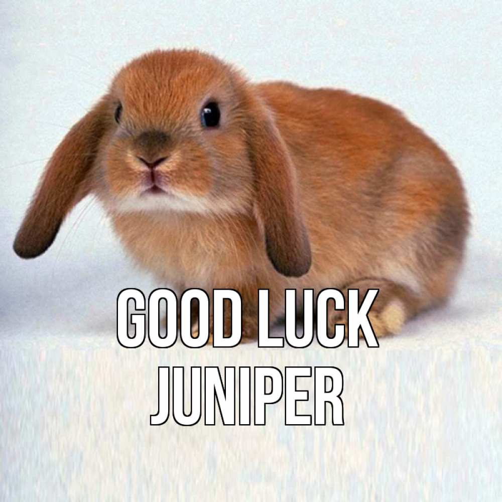 Greetings card с именем, Juniper Good luck вставить текст в открытку по выбору Greetings with text for free download 