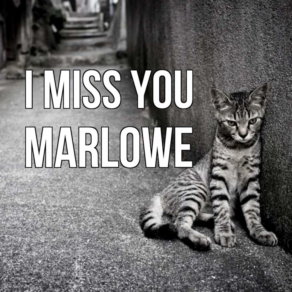 Greetings card с именем, Marlowe I miss you одиноко котику Greetings with text for free download 