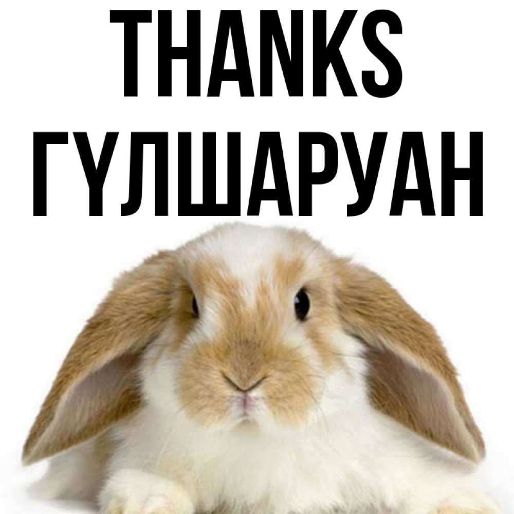 Greetings card с именем, ГҮЛШАРУАН Thanks коричнево белый заяц Greetings with text for free download 