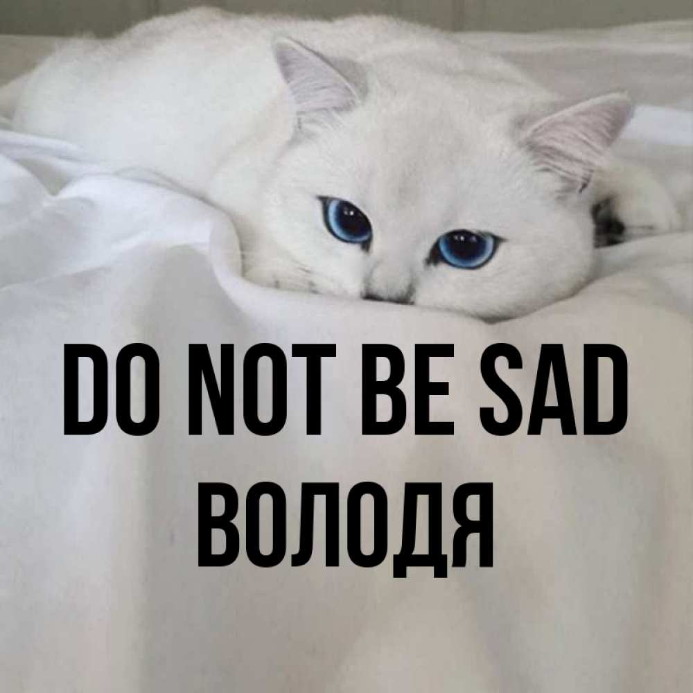 Greetings card с именем, Володя Do not be sad Голубоглазая кошка Greetings with text for free download 