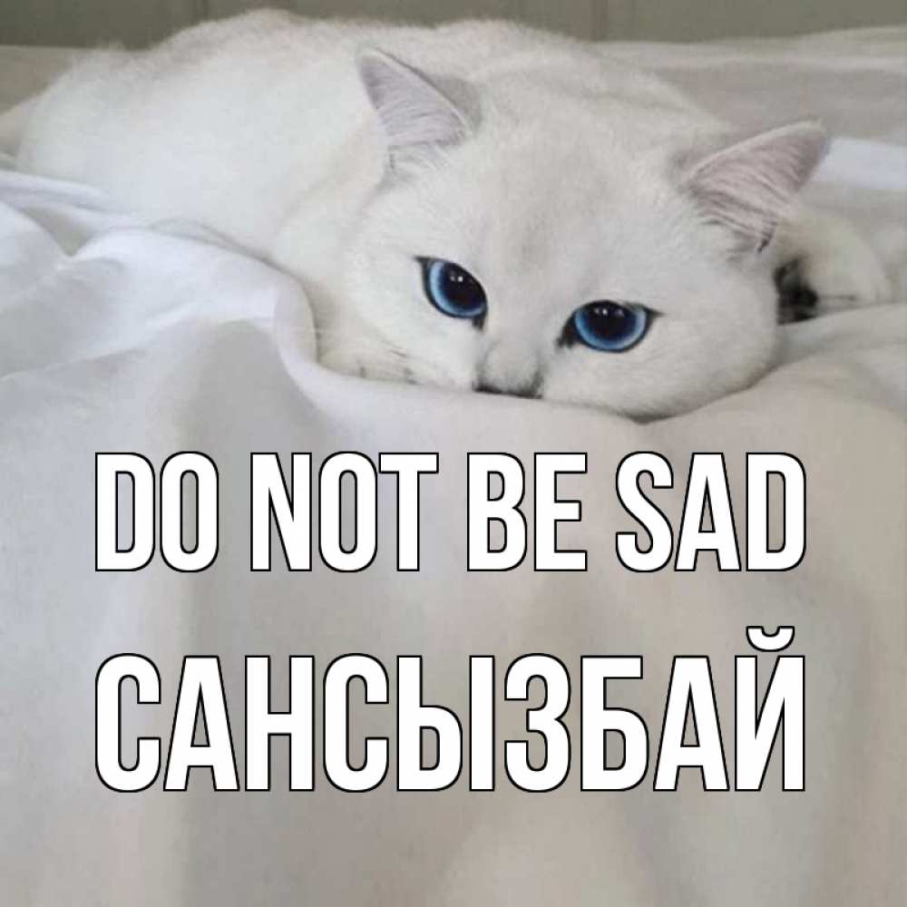 Greetings card с именем, САНСЫЗБАЙ Do not be sad белый кот с голубыми глазами на белоснежной кровати Greetings with text for free download 