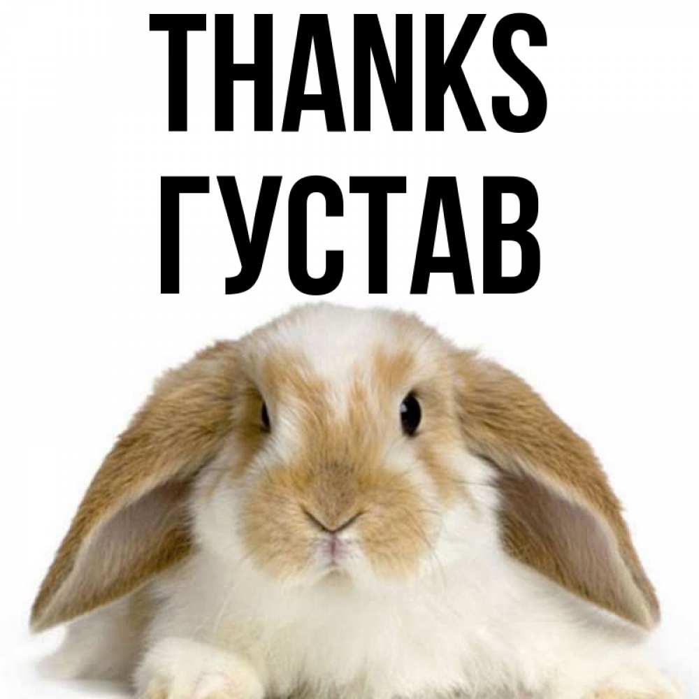 Greetings card с именем, Густав Thanks коричнево белый заяц Greetings with text for free download 