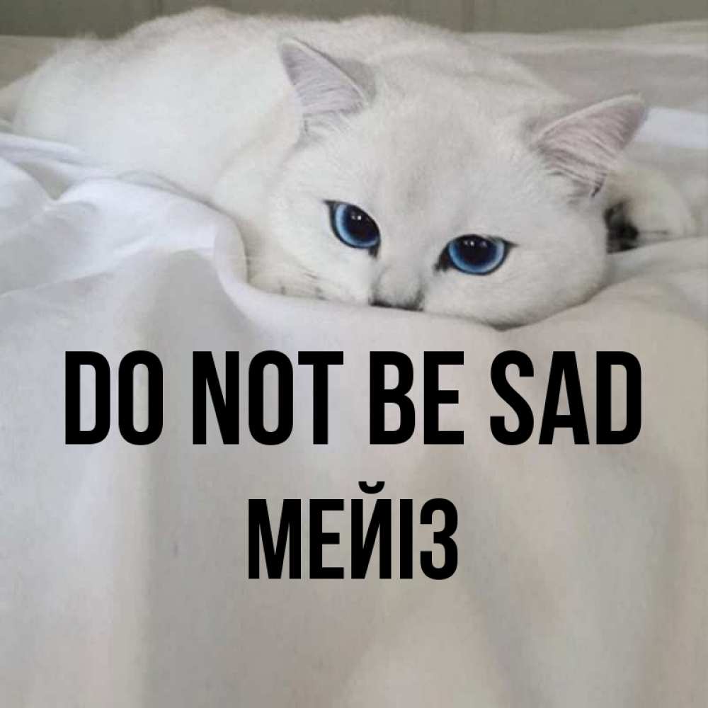 Greetings card с именем, МЕЙІЗ Do not be sad Голубоглазая кошка Greetings with text for free download 