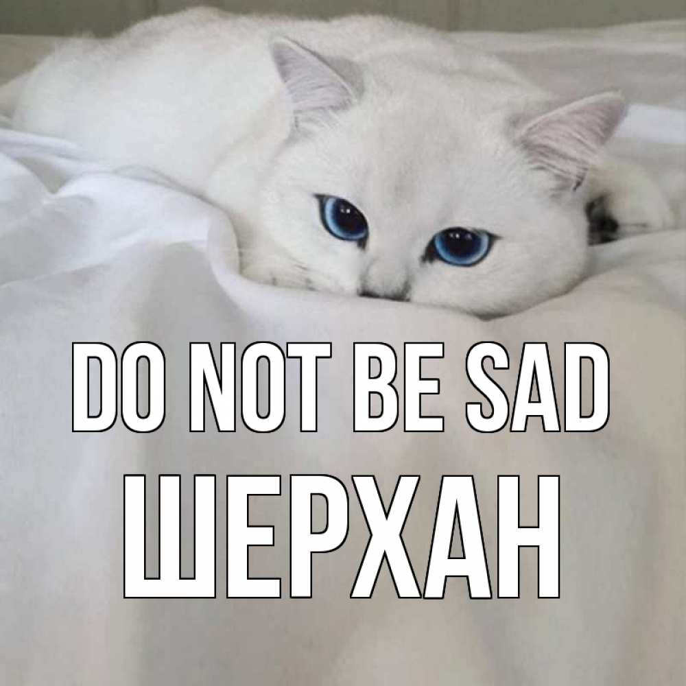 Greetings card с именем, ШЕРХАН Do not be sad белый кот с голубыми глазами на белоснежной кровати Greetings with text for free download 
