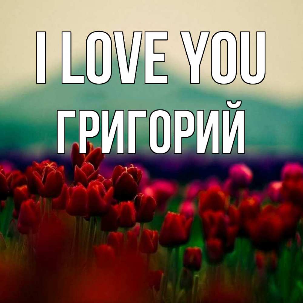 Greetings card с именем, Григорий I love you тюльпаны 4 Greetings with text for free download 