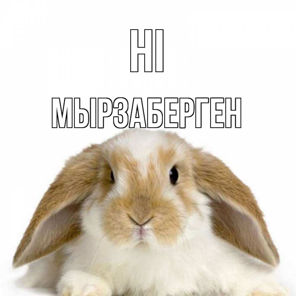 Greetings card с именем, Мырзаберген Hi с животными Greetings with text for free download 