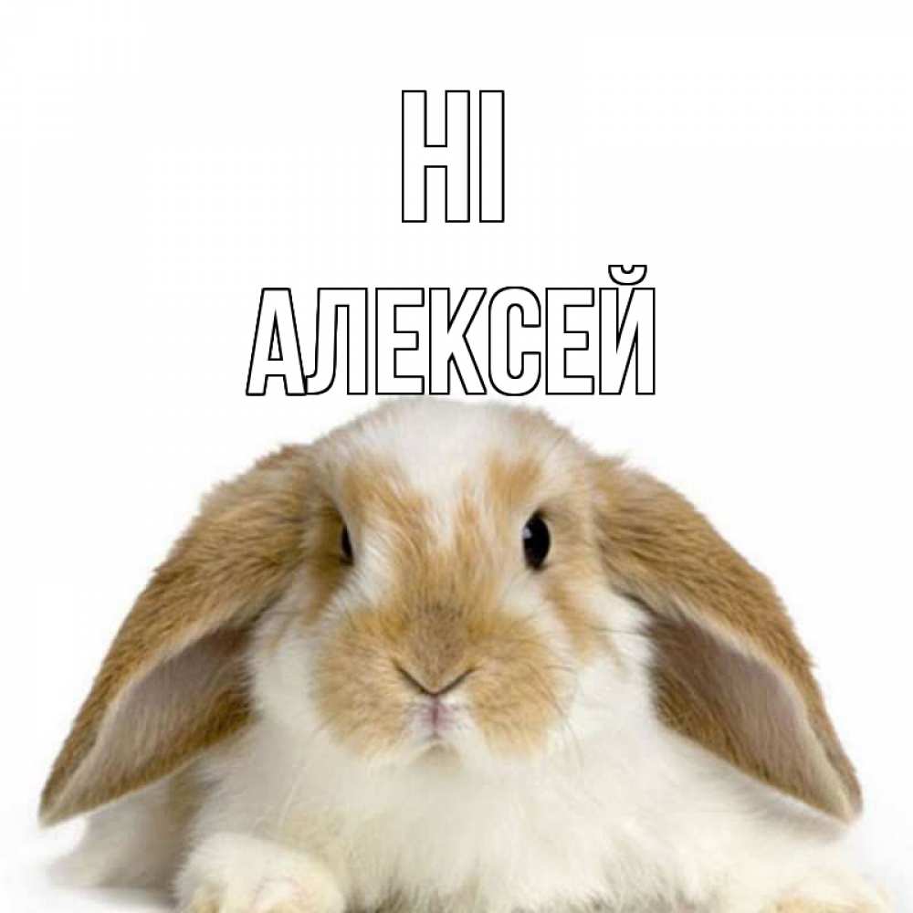 Greetings card с именем, Алексей Hi с животными Greetings with text for free download 
