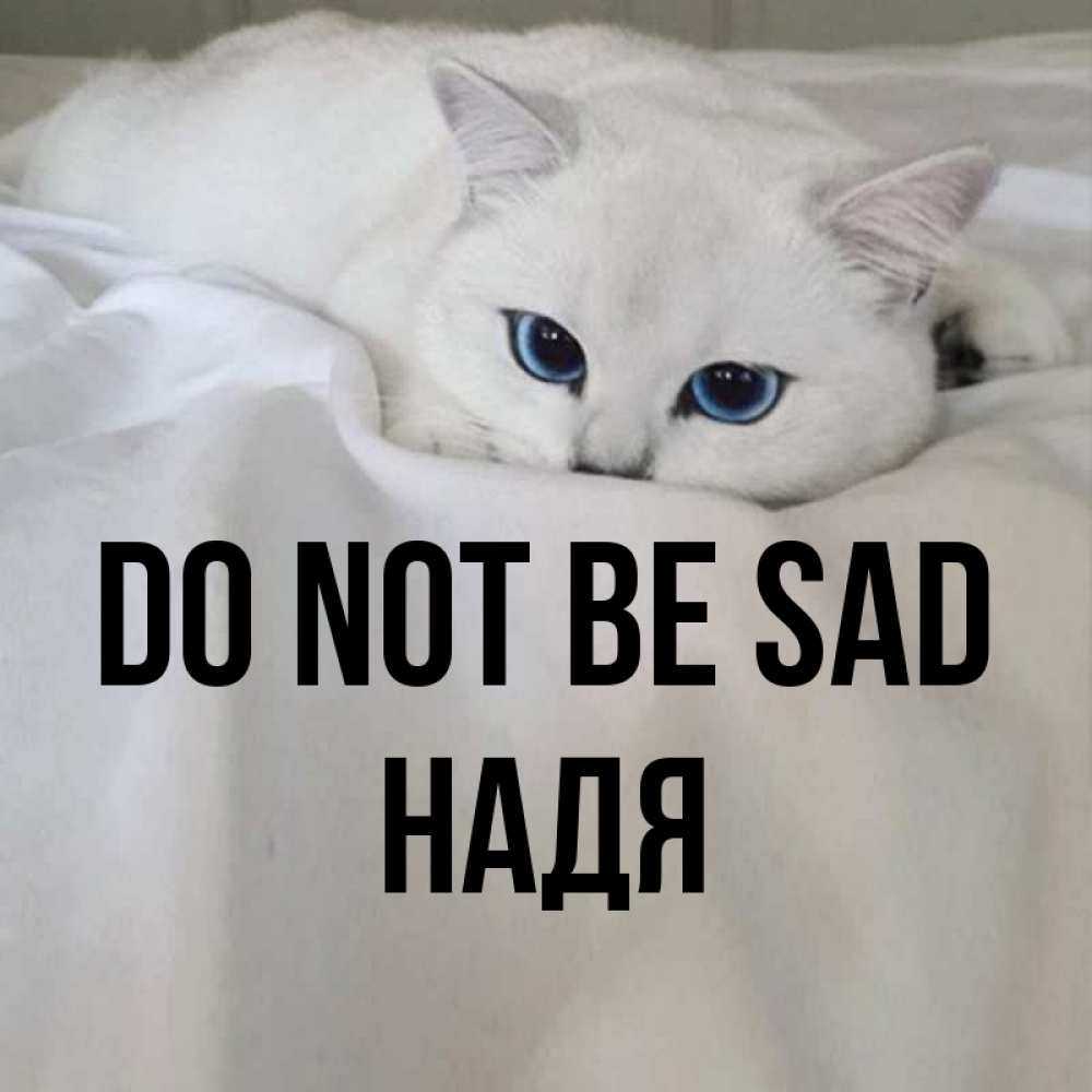 Greetings card с именем, Надя Do not be sad Голубоглазая кошка Greetings with text for free download 