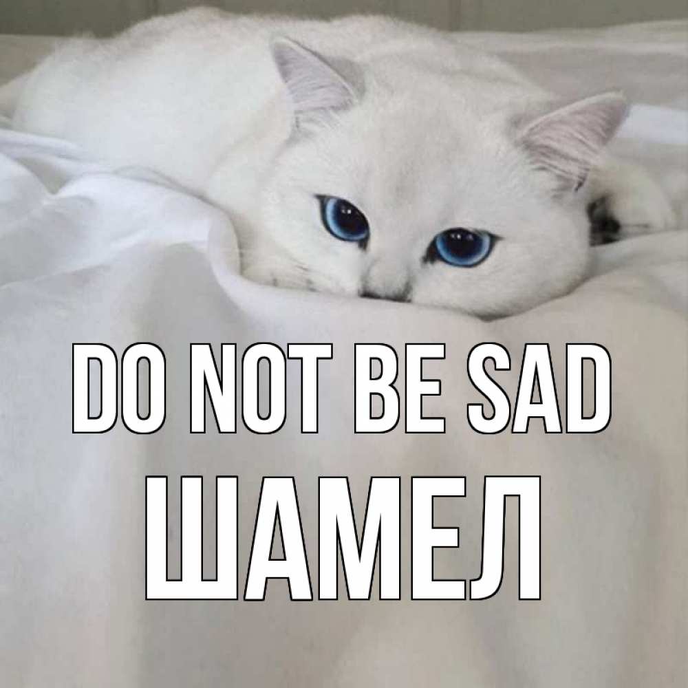 Greetings card с именем, ШАМЕЛ Do not be sad белый кот с голубыми глазами на белоснежной кровати Greetings with text for free download 
