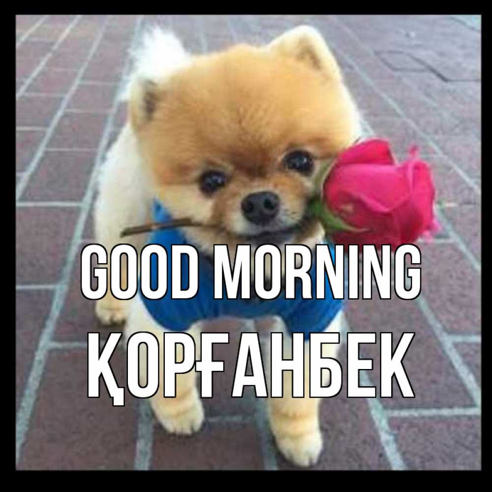 Greetings card с именем, Қорғанбек Good morning роза в зубах Greetings with text for free download 