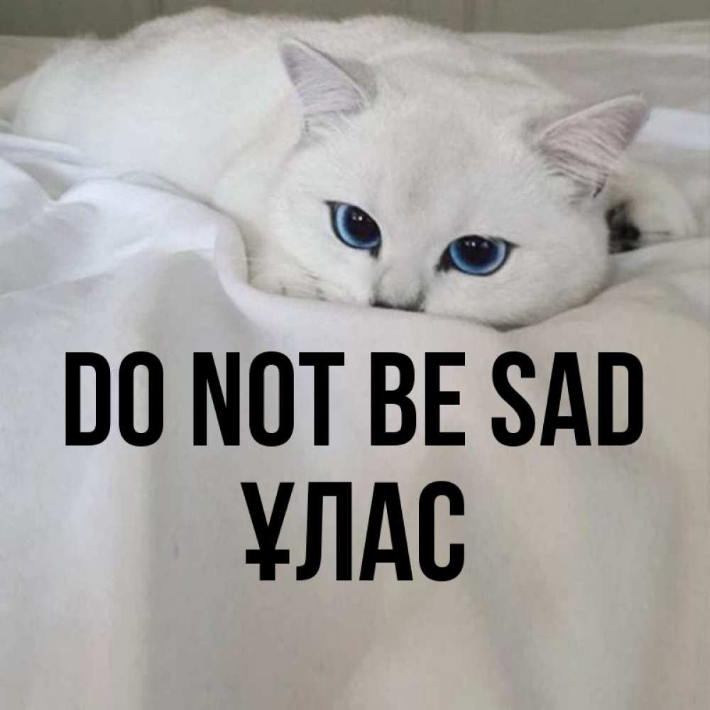 Greetings card с именем, ҰЛАС Do not be sad Голубоглазая кошка Greetings with text for free download 