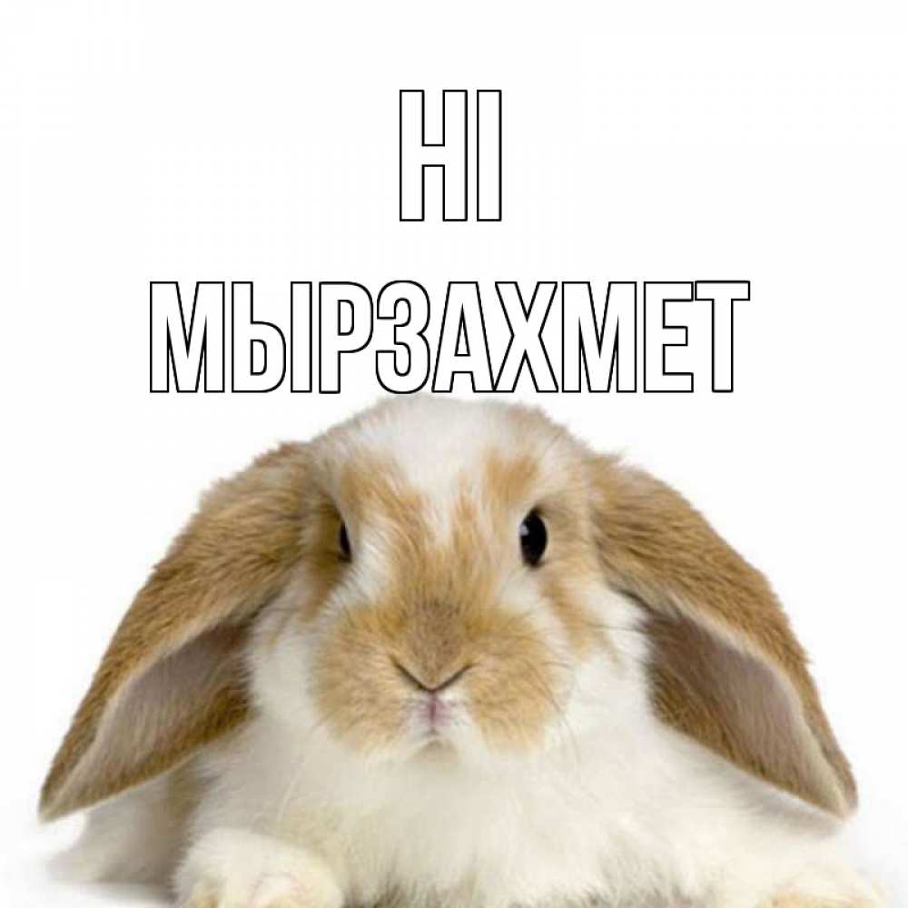 Greetings card с именем, МЫРЗАХМЕТ Hi с животными Greetings with text for free download 