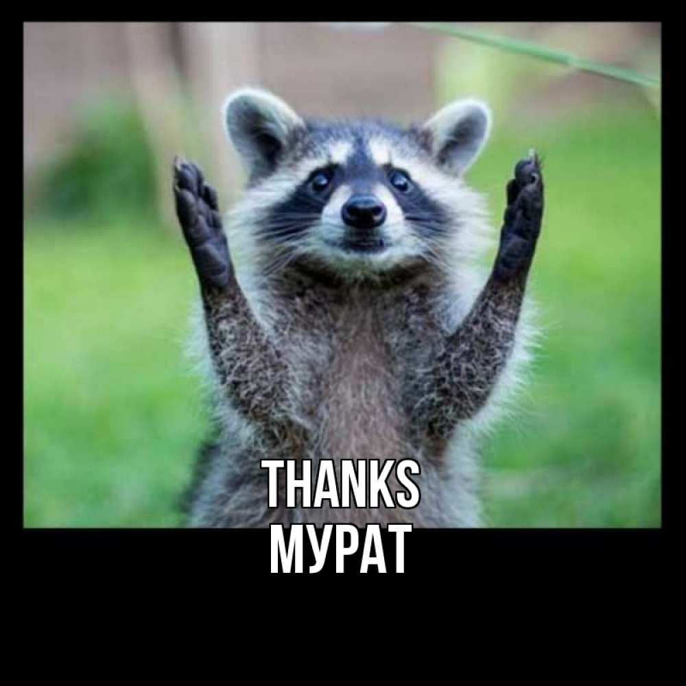 Greetings card с именем, Мурат Thanks милые животные Greetings with text for free download 