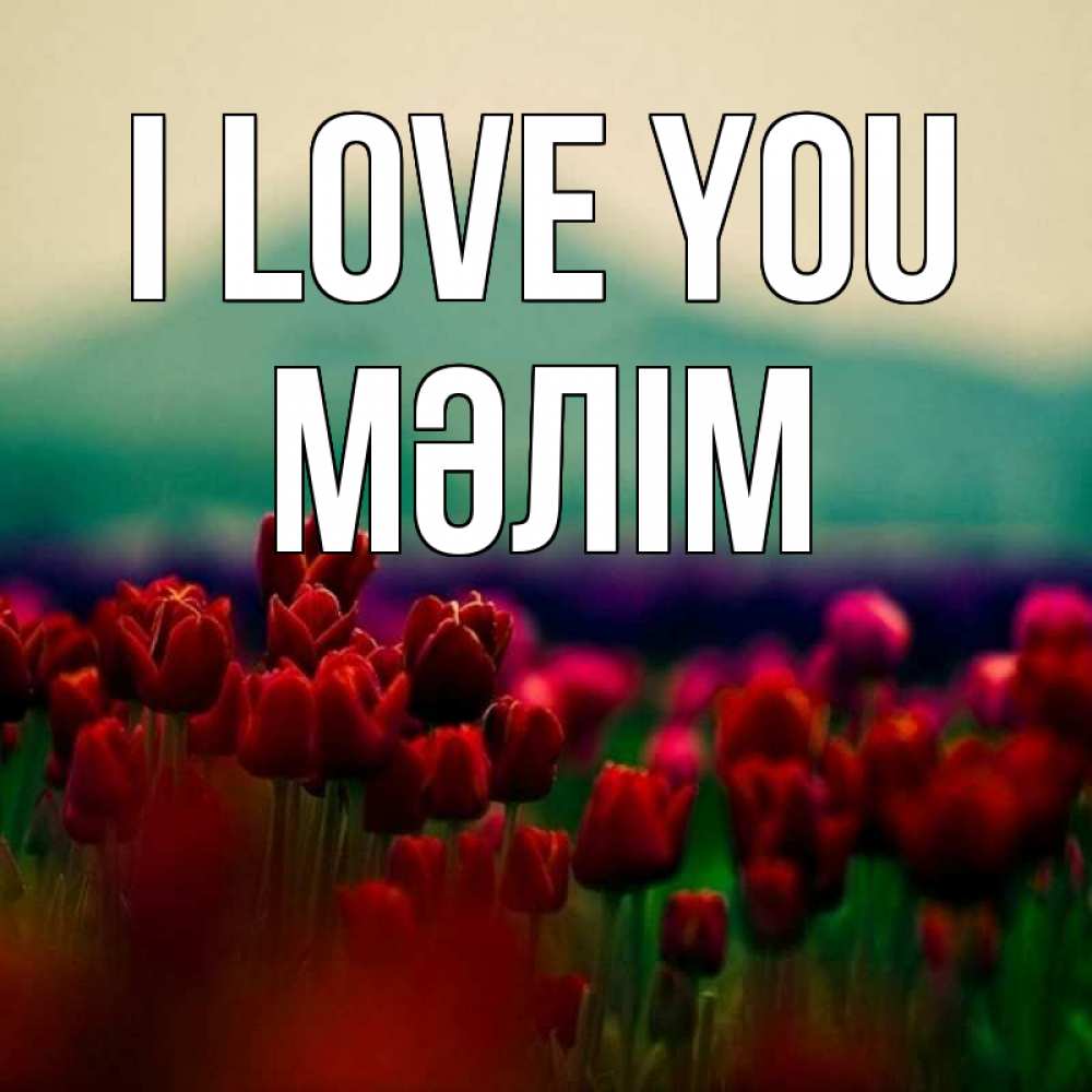 Greetings card с именем, МӘЛІМ I love you тюльпаны 4 Greetings with text for free download 