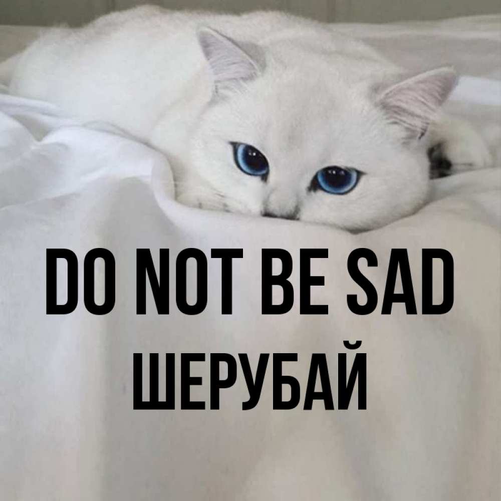 Greetings card с именем, ШЕРУБАЙ Do not be sad Голубоглазая кошка Greetings with text for free download 