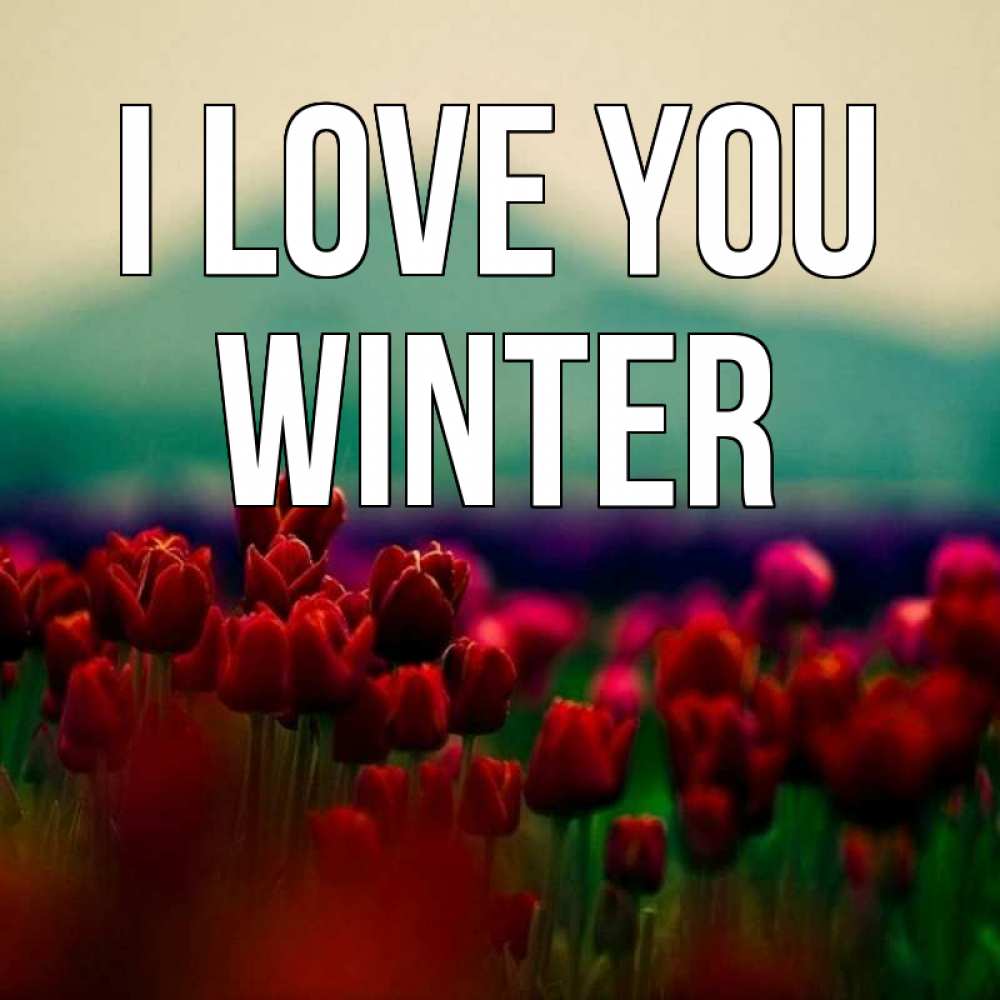 Greetings card с именем, Winter I love you тюльпаны 4 Greetings with text for free download 