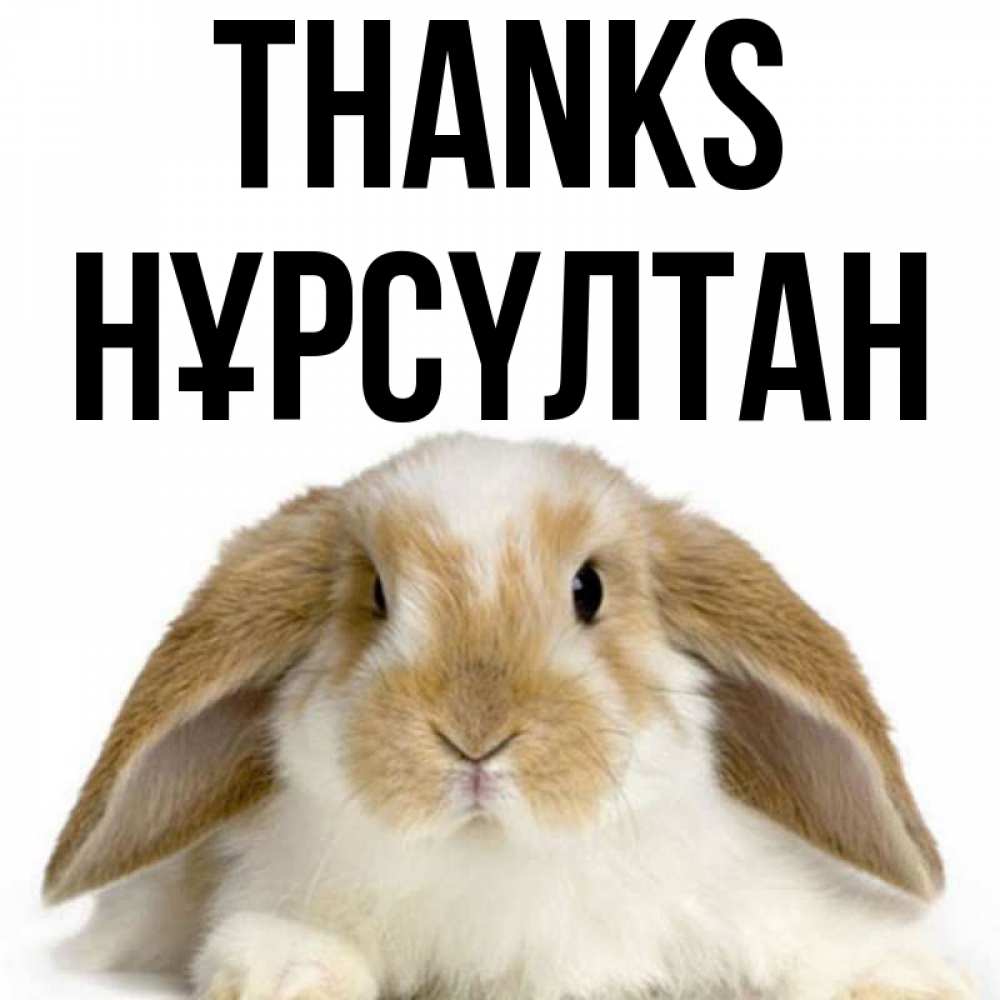 Greetings card с именем, НҰРСҮЛТАН Thanks коричнево белый заяц Greetings with text for free download 