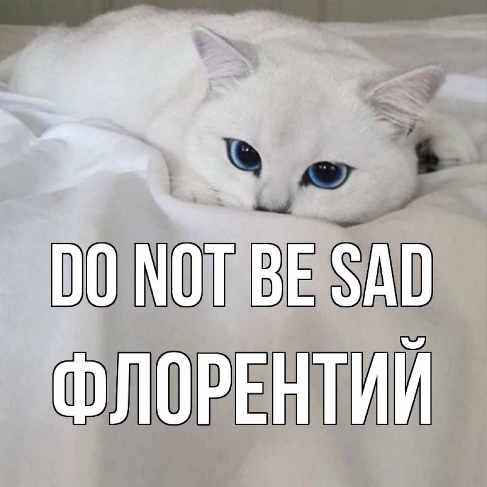 Greetings card с именем, Флорентий Do not be sad белый кот с голубыми глазами на белоснежной кровати Greetings with text for free download 