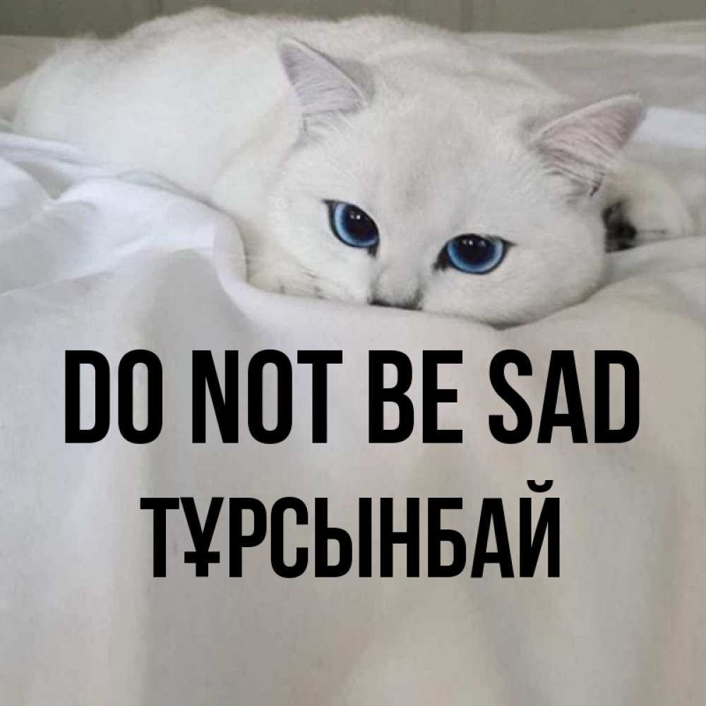 Greetings card с именем, ТҰРСЫНБАЙ Do not be sad Голубоглазая кошка Greetings with text for free download 