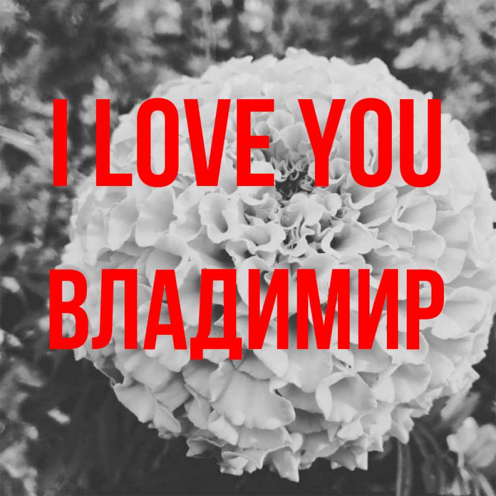 Greetings card с именем, Владимир I love you подпись Greetings with text for free download 