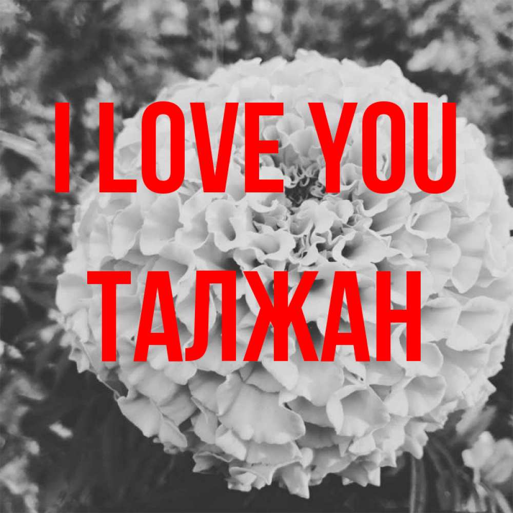 Greetings card с именем, ТАЛЖАН I love you подпись Greetings with text for free download 
