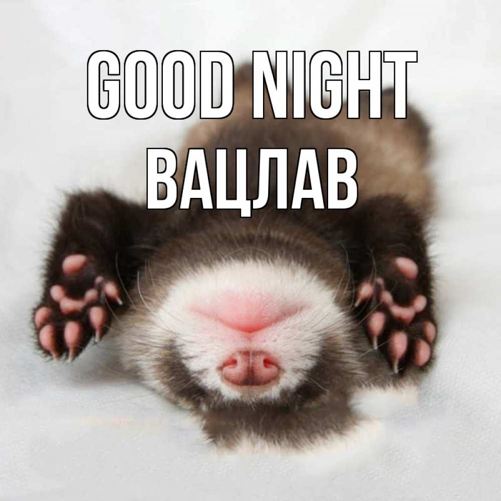 Greetings card с именем, Вацлав Good night зверек Greetings with text for free download 