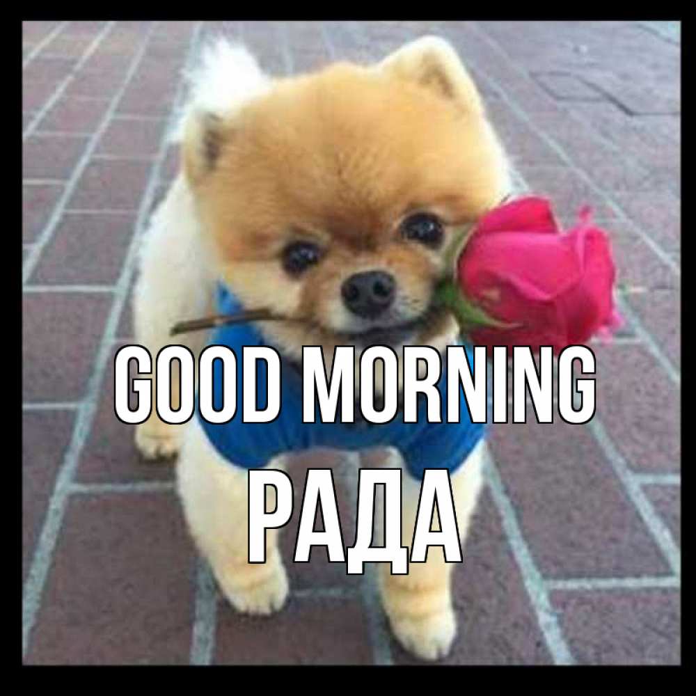 Greetings card с именем, Рада Good morning роза в зубах Greetings with text for free download 
