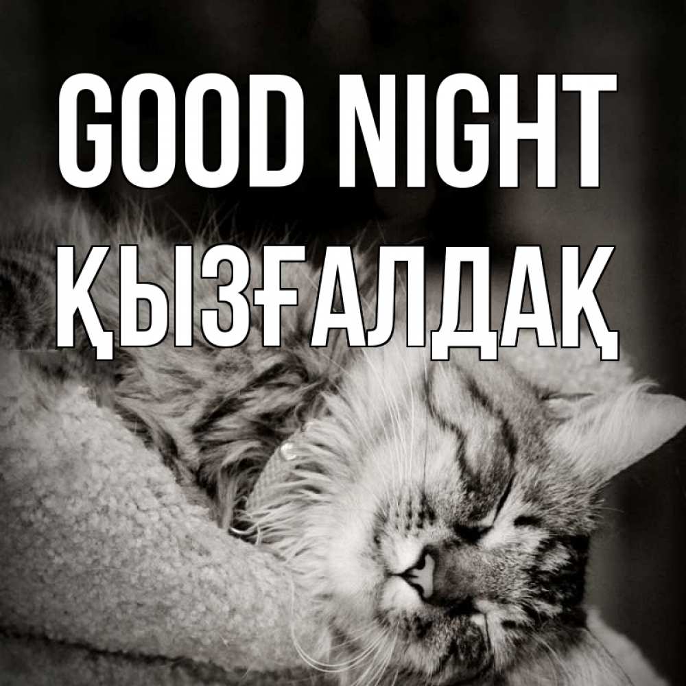 Greetings card с именем, ҚЫЗҒАЛДАҚ Good night котярик пушистый Greetings with text for free download 