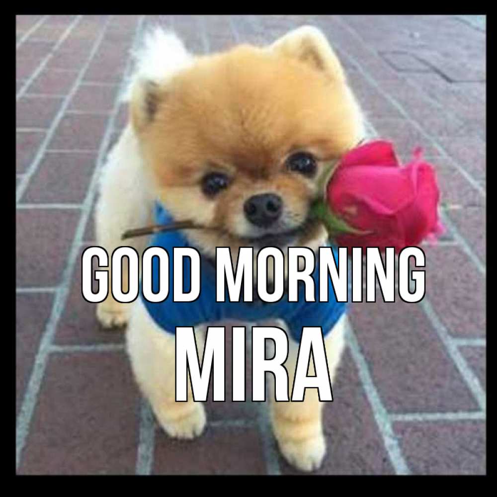 Greetings card с именем, Mira Good morning роза в зубах Greetings with text for free download 