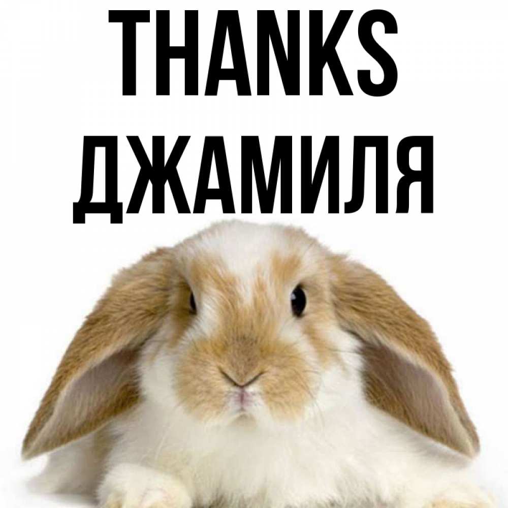 Greetings card с именем, Джамиля Thanks коричнево белый заяц Greetings with text for free download 