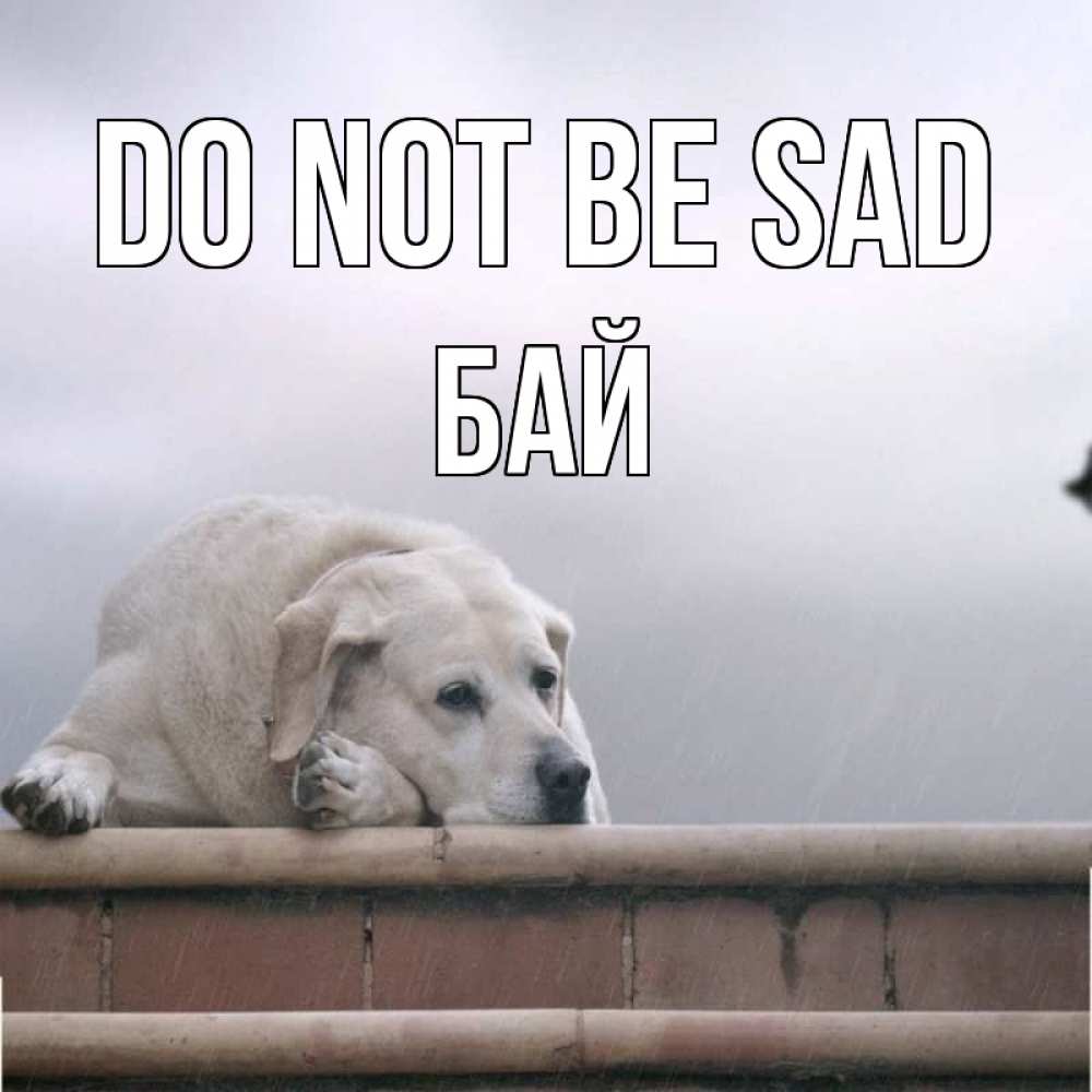 Greetings card с именем, Бай Do not be sad белый пес 1 Greetings with text for free download 