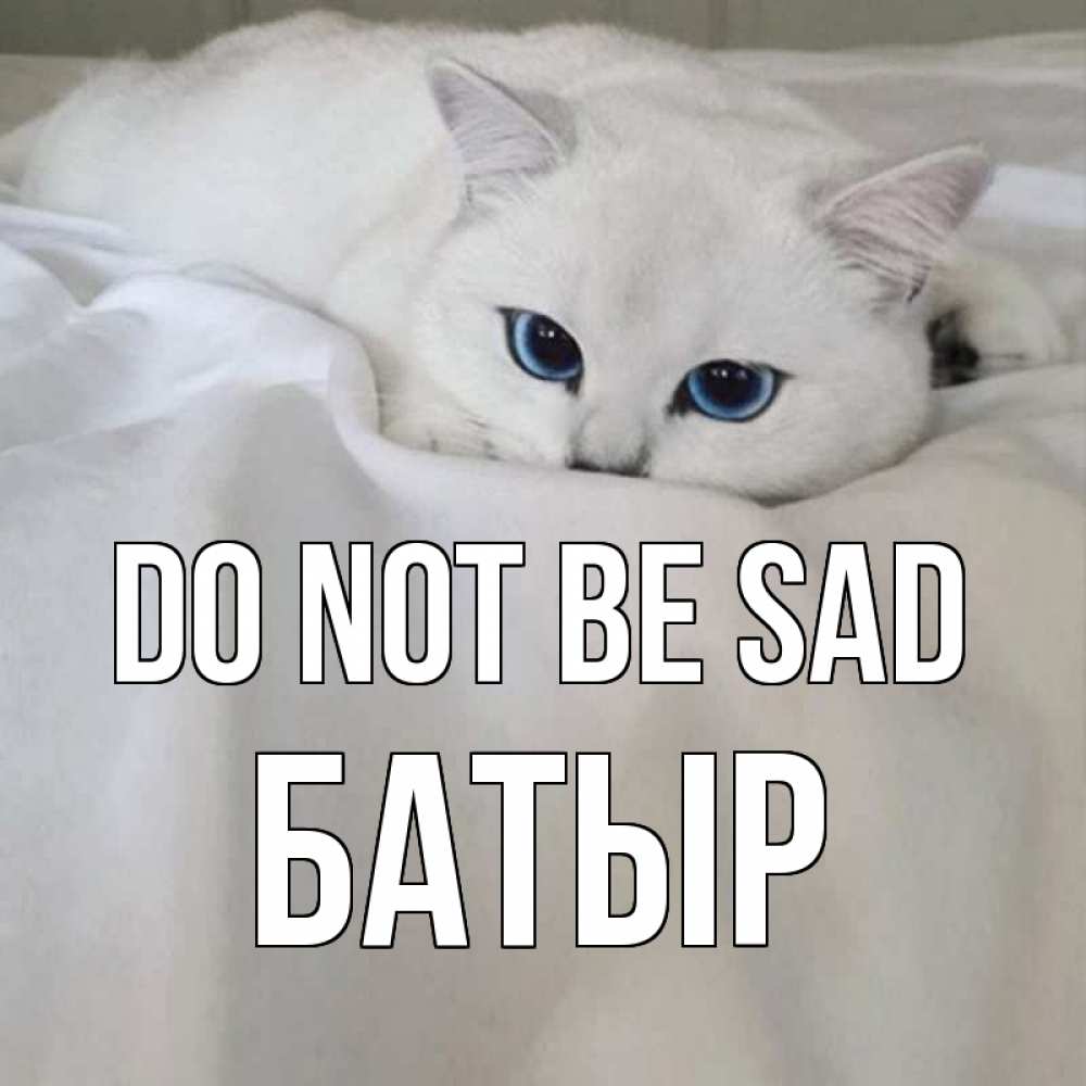 Greetings card с именем, Батыр Do not be sad белый кот с голубыми глазами на белоснежной кровати Greetings with text for free download 
