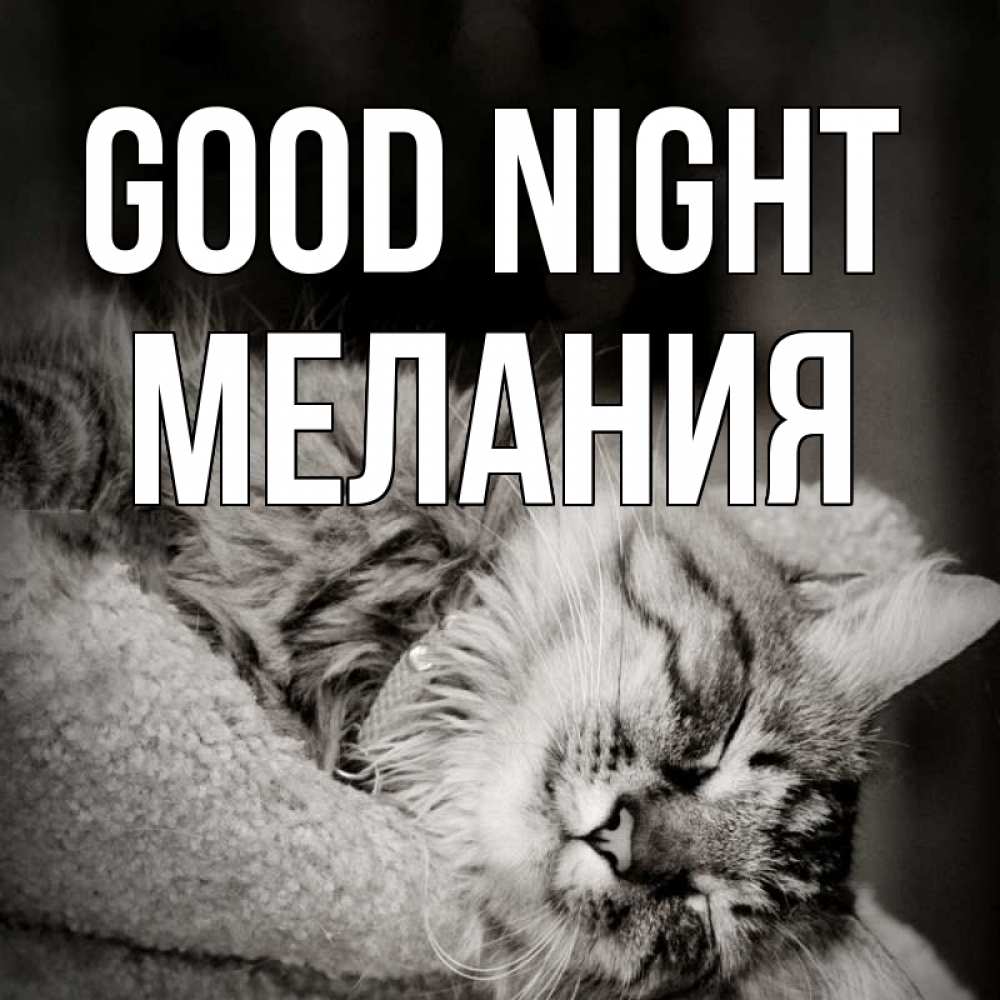 Greetings card с именем, Мелания Good night котярик пушистый Greetings with text for free download 