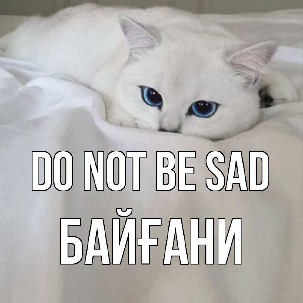 Greetings card с именем, Байғани Do not be sad белый кот с голубыми глазами на белоснежной кровати Greetings with text for free download 