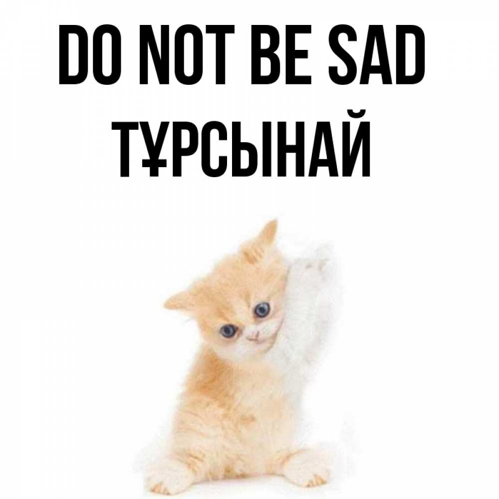 Greetings card с именем, ТҰРСЫНАЙ Do not be sad просящий кот Greetings with text for free download 