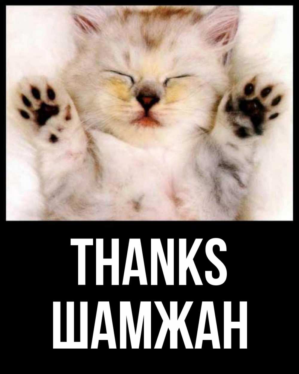 Greetings card с именем, ШАМЖАН Thanks маленький котенок Greetings with text for free download 