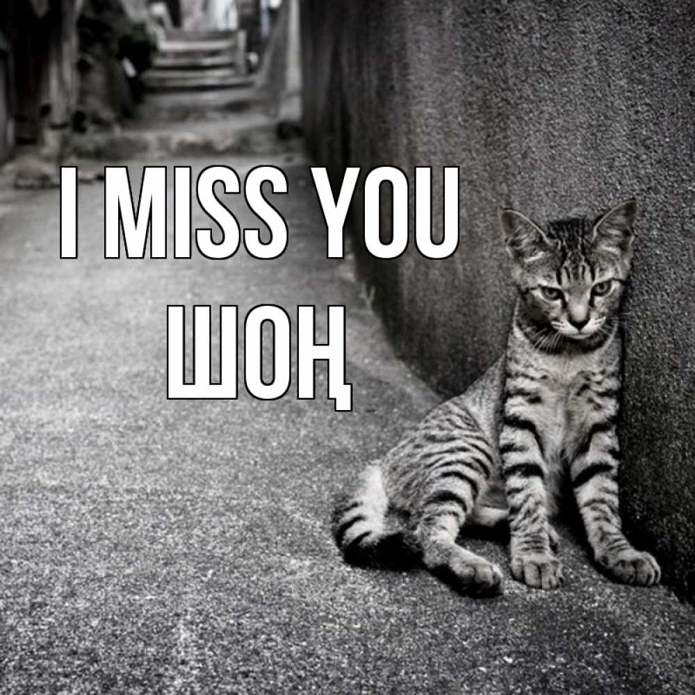 Greetings card с именем, ШОҢ I miss you одиноко котику Greetings with text for free download 