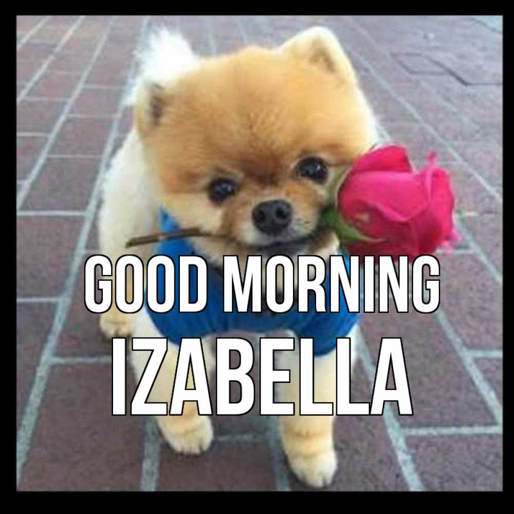 Greetings card с именем, Izabella Good morning роза в зубах Greetings with text for free download 