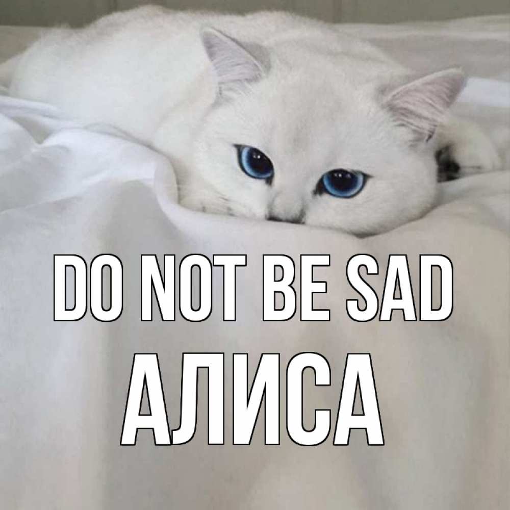 Greetings card с именем, Алиса Do not be sad белый кот с голубыми глазами на белоснежной кровати Greetings with text for free download 