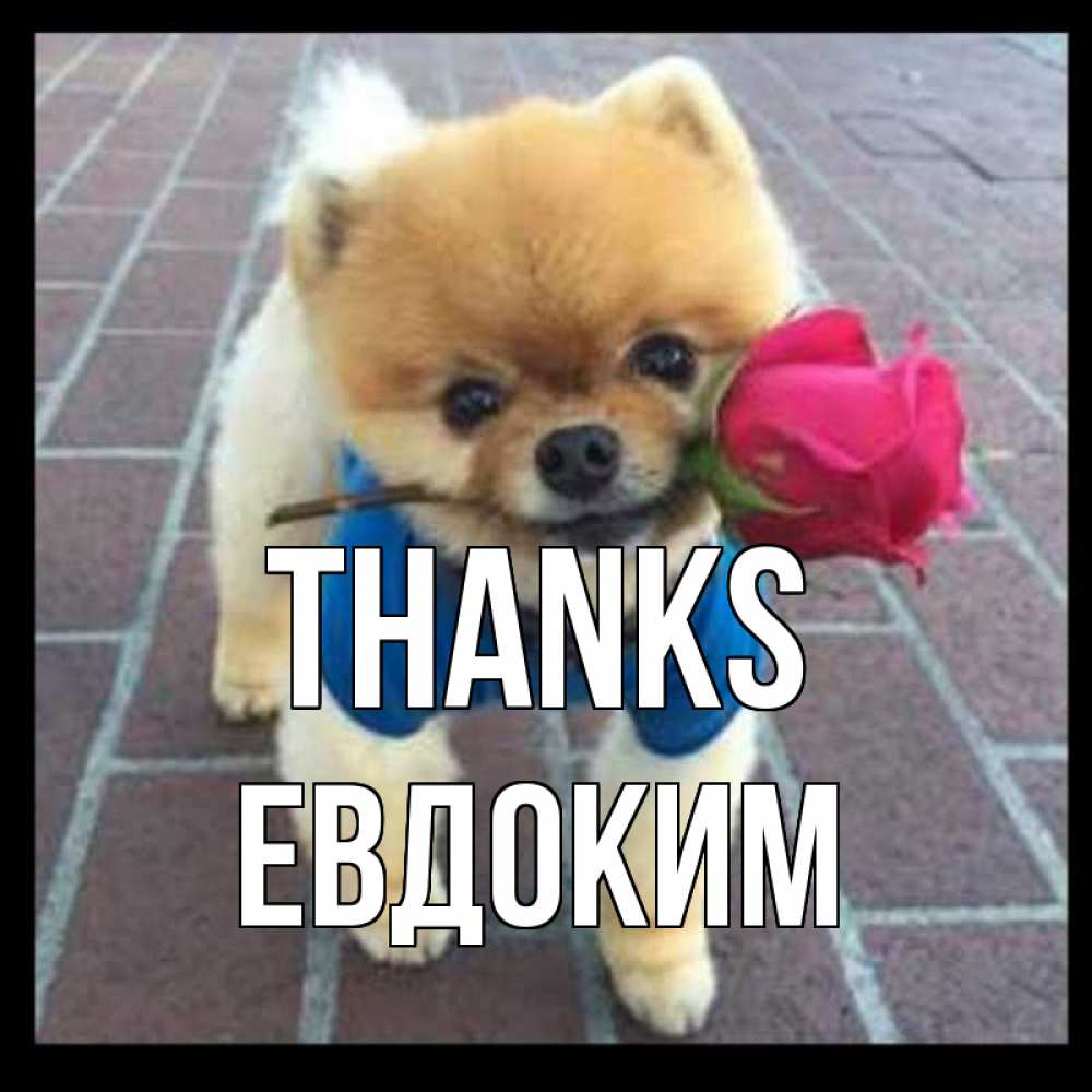 Greetings card с именем, Евдоким Thanks спасибо и дарю тебе цветок Greetings with text for free download 