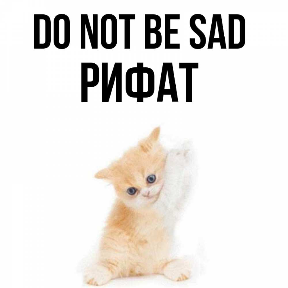 Greetings card с именем, Рифат Do not be sad просящий кот Greetings with text for free download 