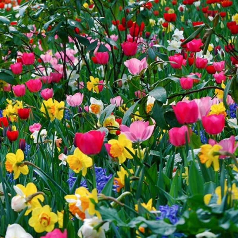 Открытка полевые цветы с международным женским днем поздравления для женщины happy women`s day 