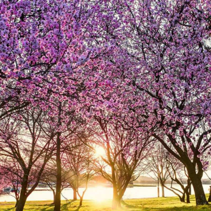 Открытка деревья цветут  международный женский день  happy women`s day 