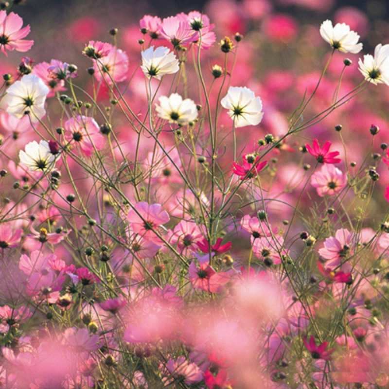 Открытка весна 1 красиво 1 happy women`s day 