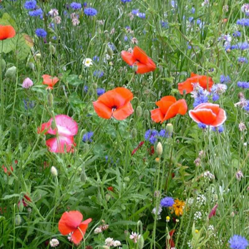 Открытка полевые цветы 4 международный женский день 4 happy women`s day 