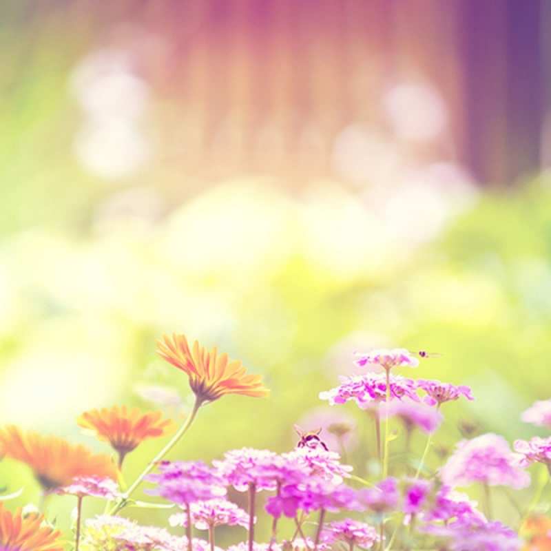 Открытка солнечная полана  цветы весна  happy women`s day 