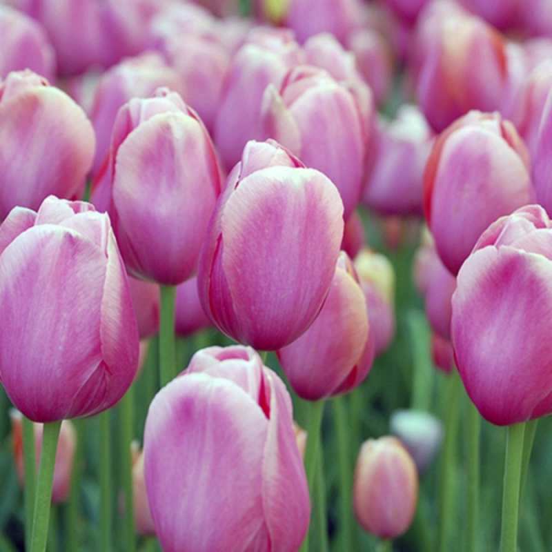 Открытка с тюльпанами 3 на международный женский день 3 happy women`s day 