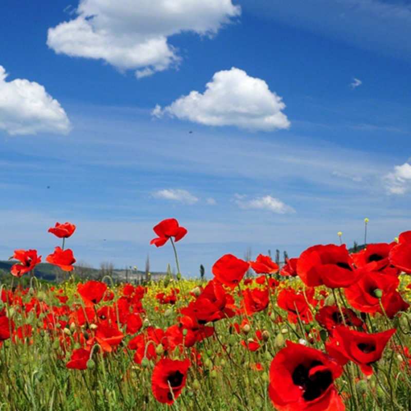 Открытка цветы на фоне неба 1 международный женский день 1 happy women`s day 