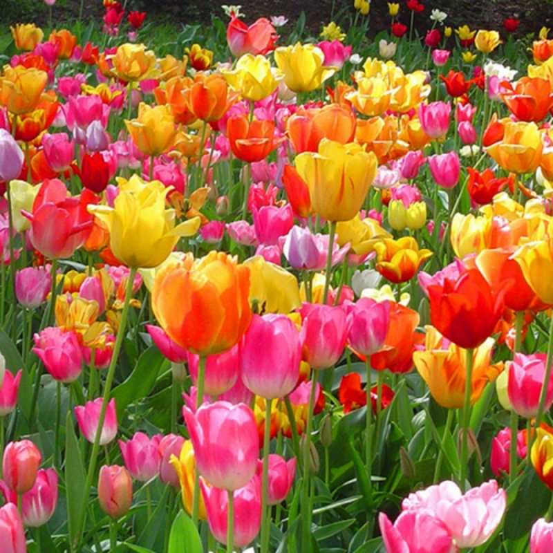 Открытка яркие цветы  на международный женский день  happy women`s day 