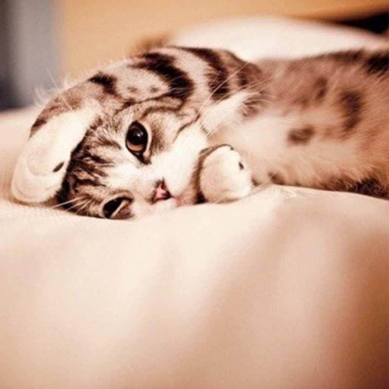 Открытка Милый кот засыпает  сладких снов с животными  Good night 